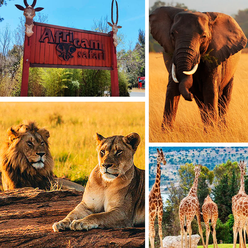 Tour a Africam Safari