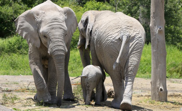 africam safari