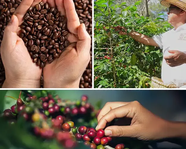 Tour del Café en Coatepec Veracruz