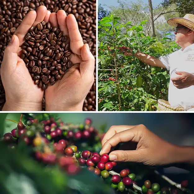 Tour del Café en Coatepec Veracruz