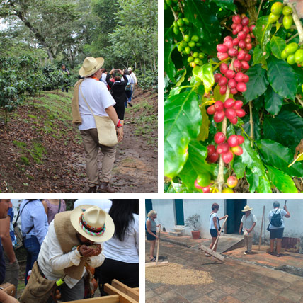 Tour del cafe desde Veracruz o Xalapa
