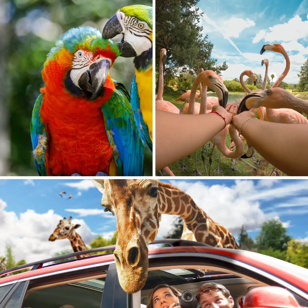 Tour a Africam Safari desde puebla